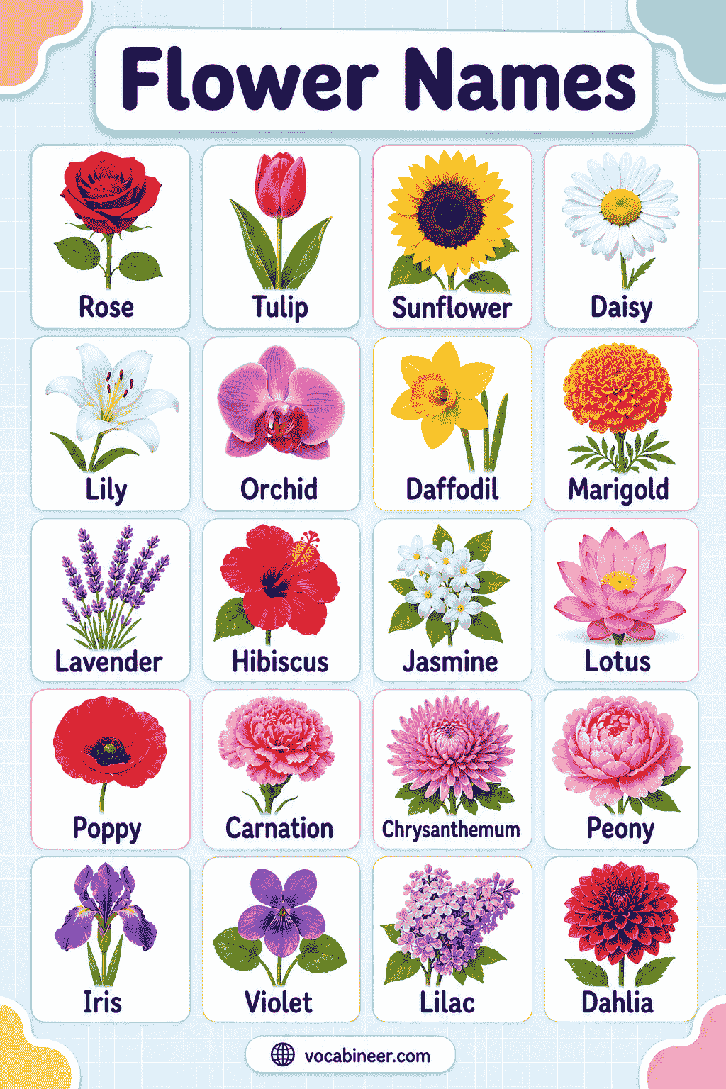Flower Names in English with Pictures and Meanings