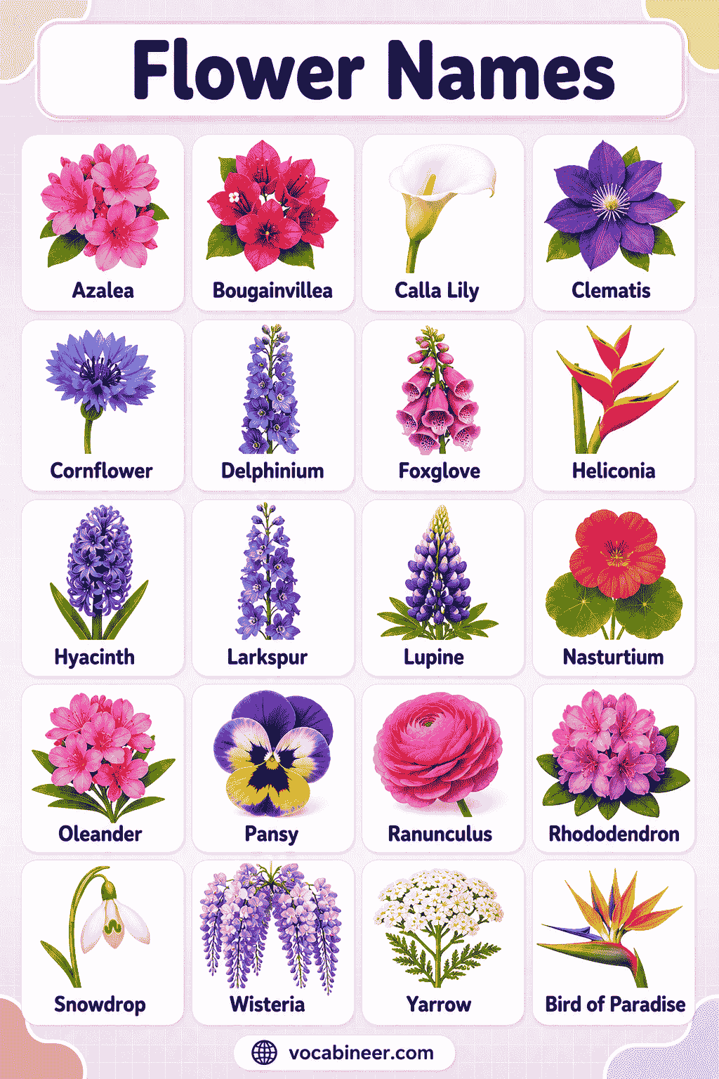 Flower Names with Pictures and Descriptions