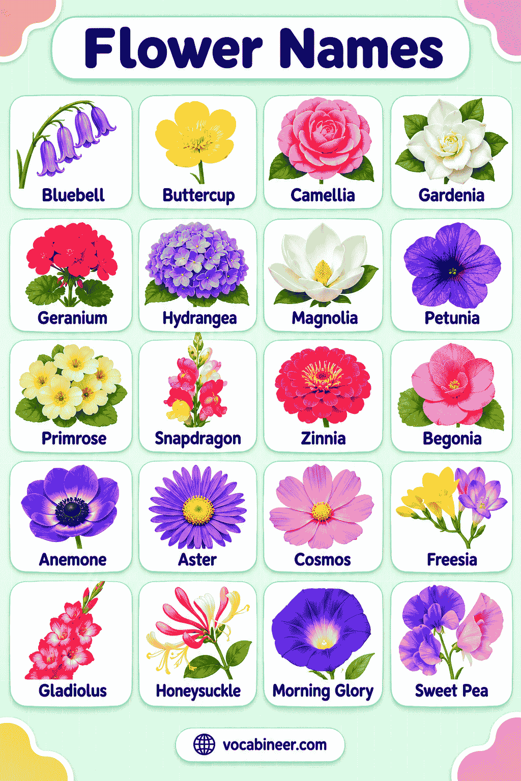 Flowers Names List with Pictures for English Learners