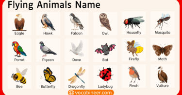 Flying Animals Name in English with Pictures