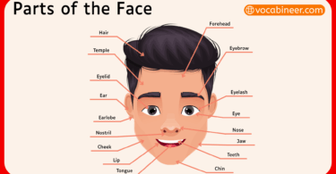 Human Parts of the Face in English with Pictures