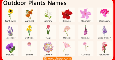 Outdoor plants names in English with pictures