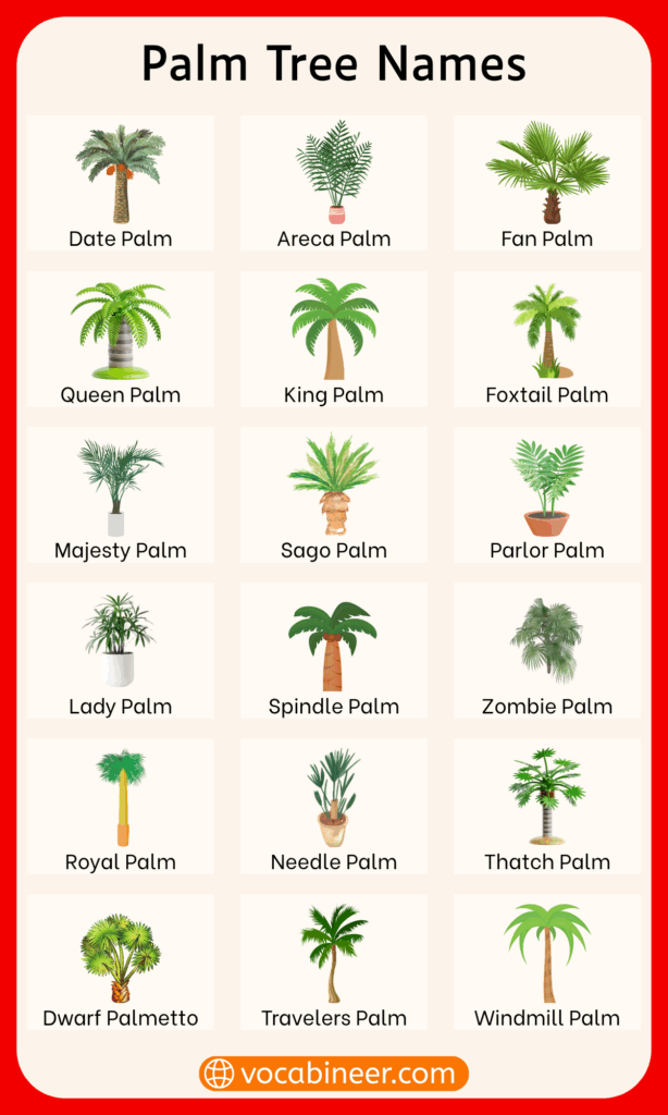 Palm Trees Name in English