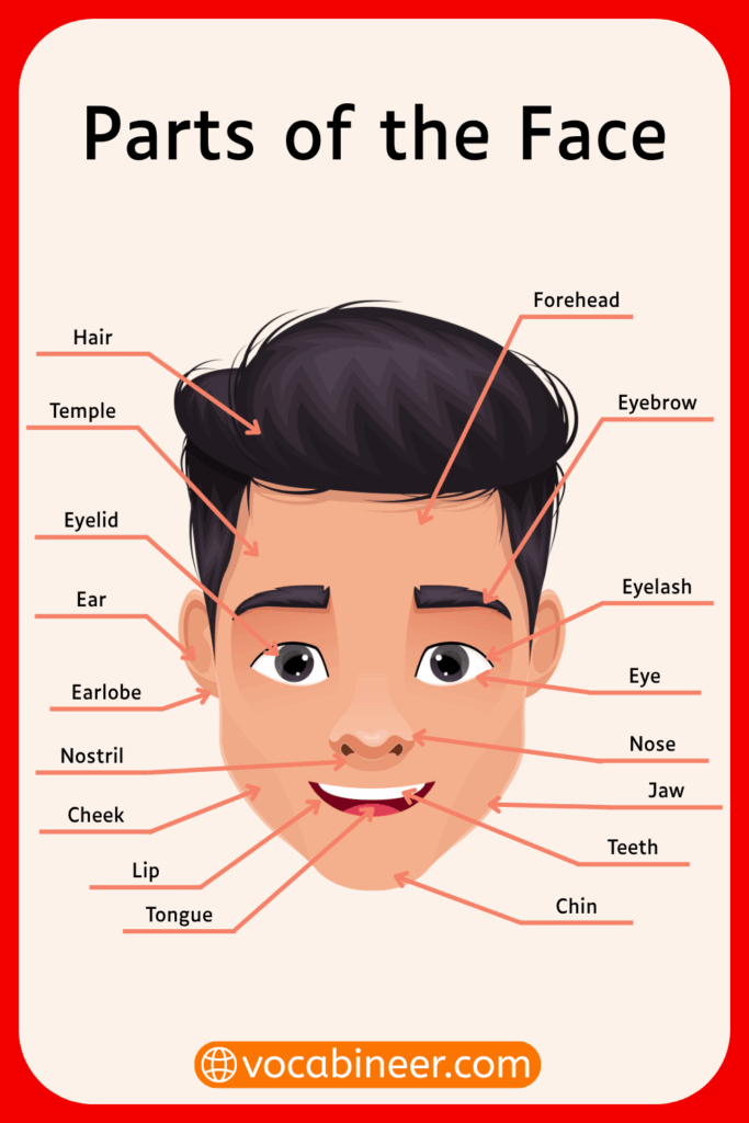Face Parts Names for Kids