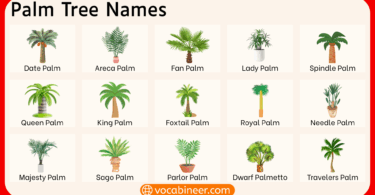 Types of Palm Trees with Names and Pictures