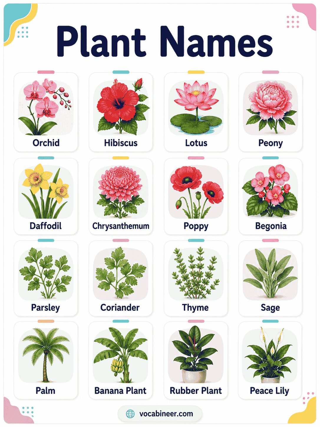 Types of Plants With Names and Pictures