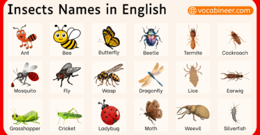 100+ Insects Names in English with Images