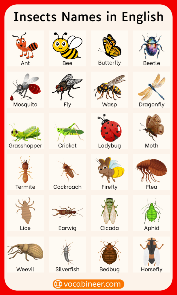 A to Z List of Insects Names in English with Images