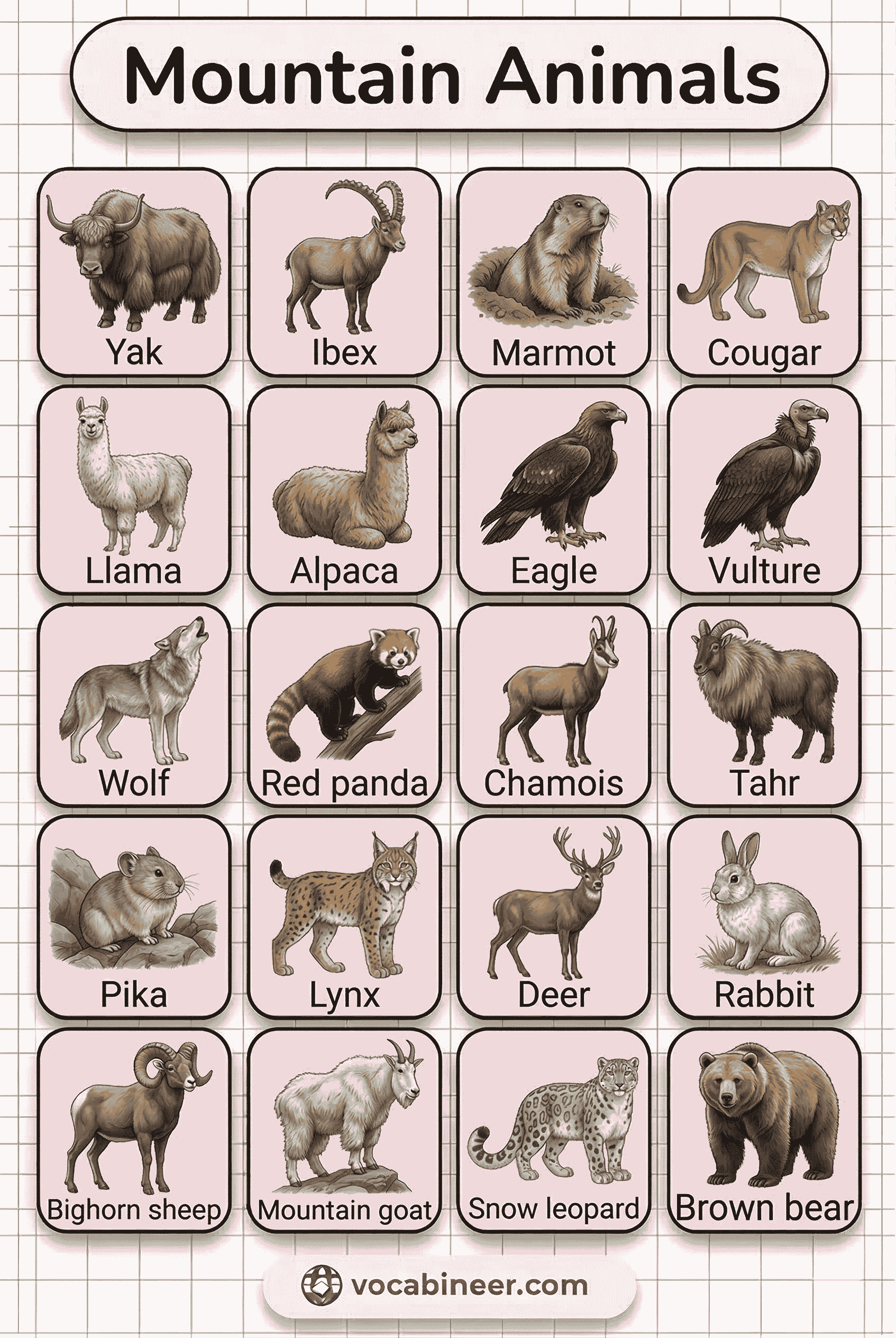 Common mountain animals names in English with labeled pictures for ESL learners