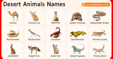 Desert Animals Names in English with Pictures