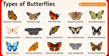 Different Types of Butterflies with Names and Pictures