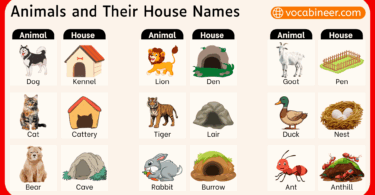 List of Animals and Their Homes Names with Pictures
