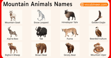 Mountain Animals Names in English with Pictures