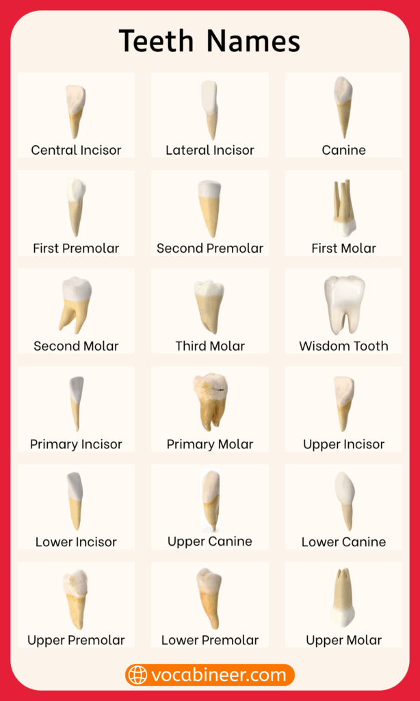 Types of Human Teeth - Names and Functions Explained