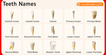 Teeth Names and their Types with Pictures