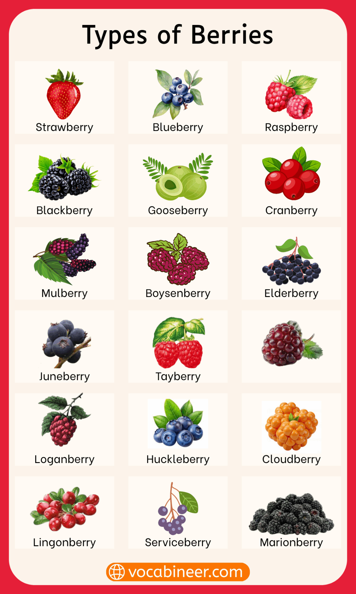 Types Of Berries In English With Pictures