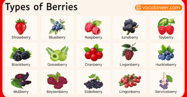 Types of Berries in English with Pictures