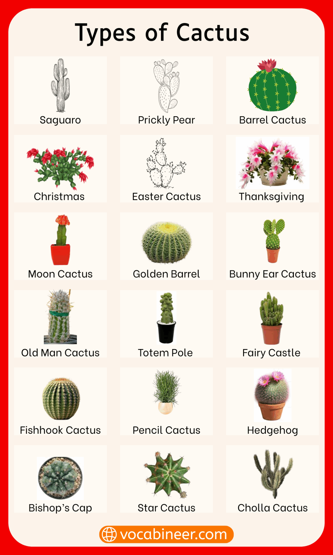 Different Types Of Cactus Plants With Their Pictures