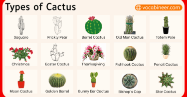 Different Types of Cactus Plants with their Pictures