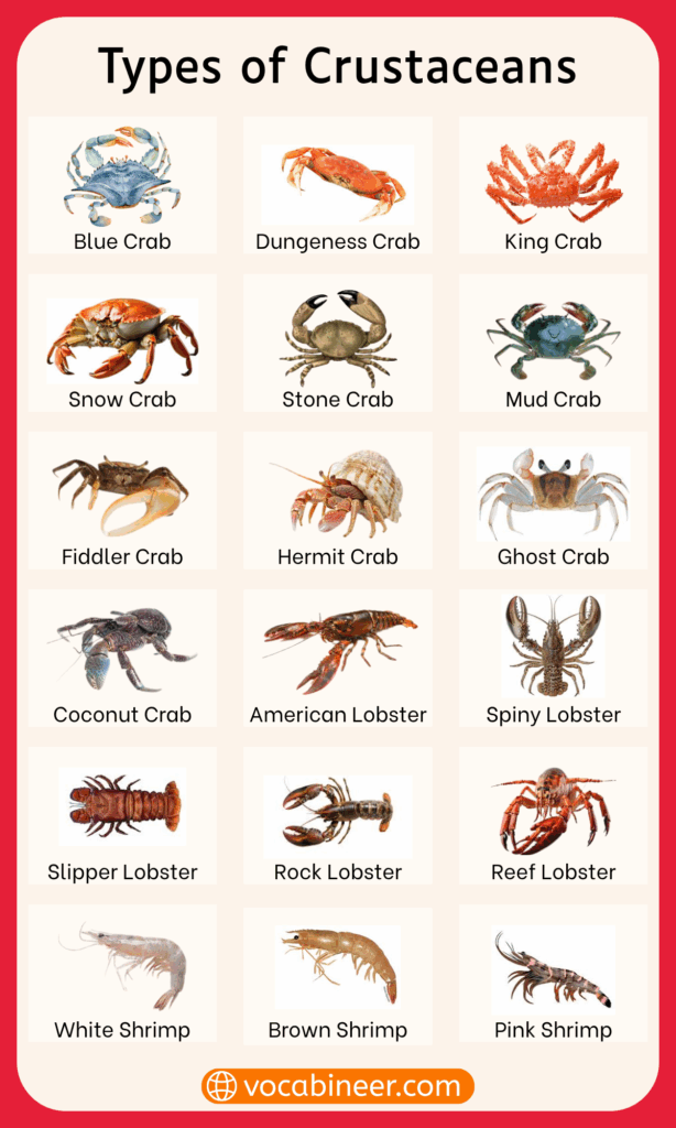 List of Crustaceans Names and their images
