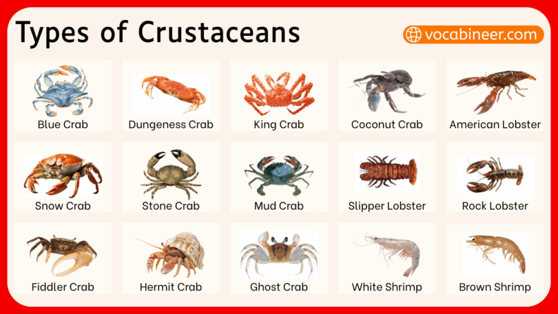 Crustaceans Names Vocabineer | English Vocabulary and Grammar Made Easy