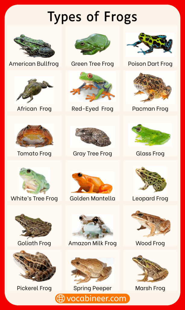 List of 100 Frogs Names and Pictures in English