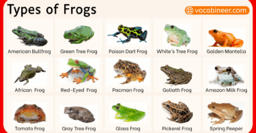 Different Types of Frogs with Names and Pictures