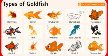 Different Types of Goldfish with their Names and Pictures