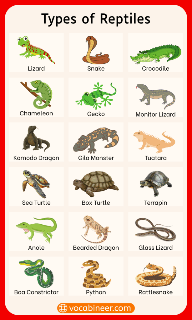 Reptiles Animals Name List with Pictures