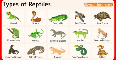 Types of Reptiles in English with Pictures