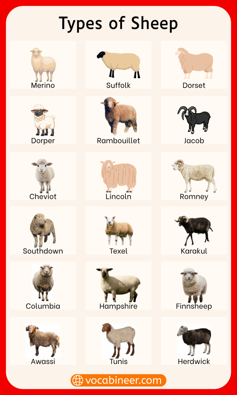 Different Types of Sheep Breeds with their Pictures