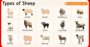 60+ List of Sheep Names with their Pictures