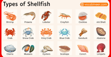 Types of Shellfish and Their Names with Pictures