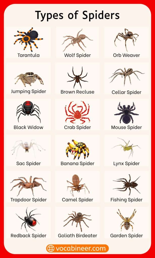 100 Spiders Name in English