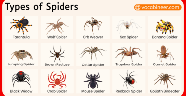 Types of Spiders and their Names with Pictures