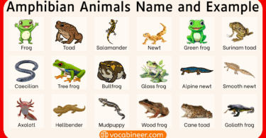 Types of Amphibians Animals with their Pictures
