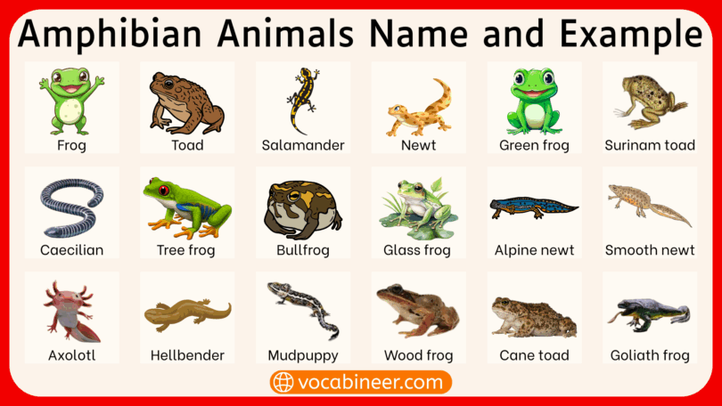 Types of Amphibians Animals with their Pictures