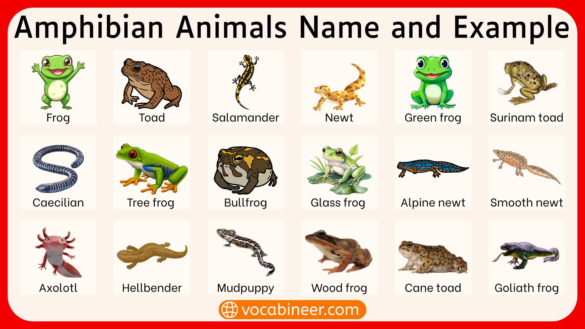 Vertebrates Amphibians Examples With Names Vertebrates Amphibians Examples With Names