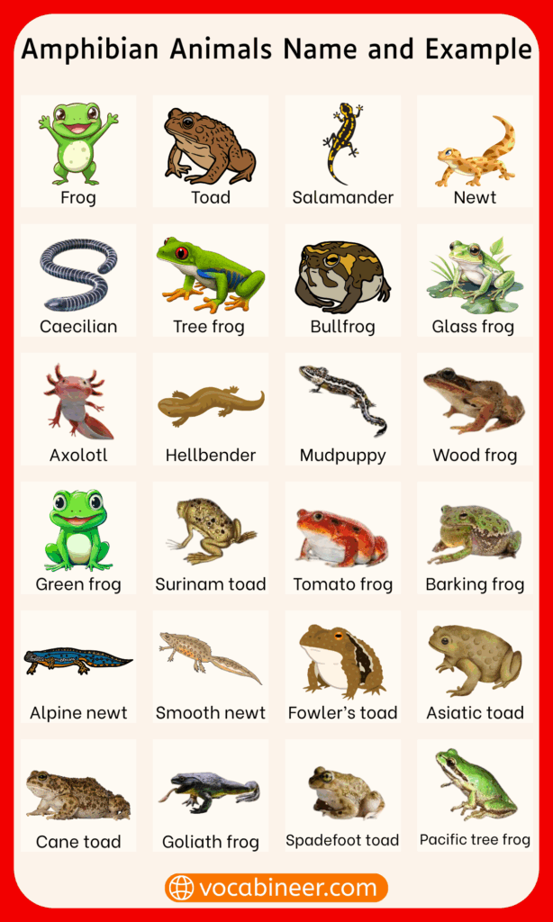 List of Amphibian Animals Name with Pictures for Learning