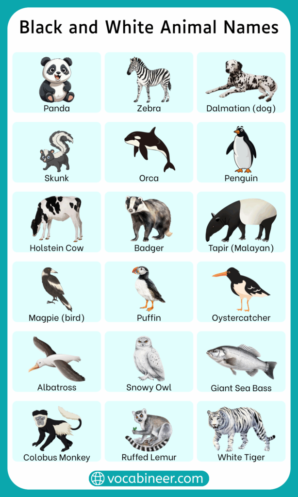 Black and White Animals Names with their Pictures