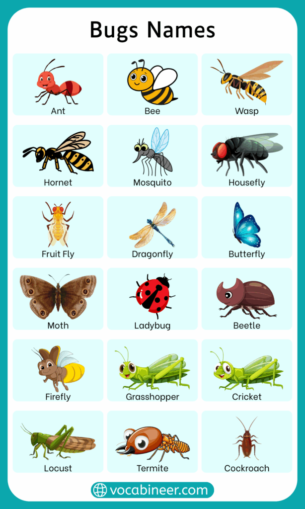 List of 80 Bugs Names in English with their Pictures
