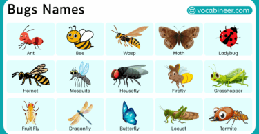List of Common Bug Names in English