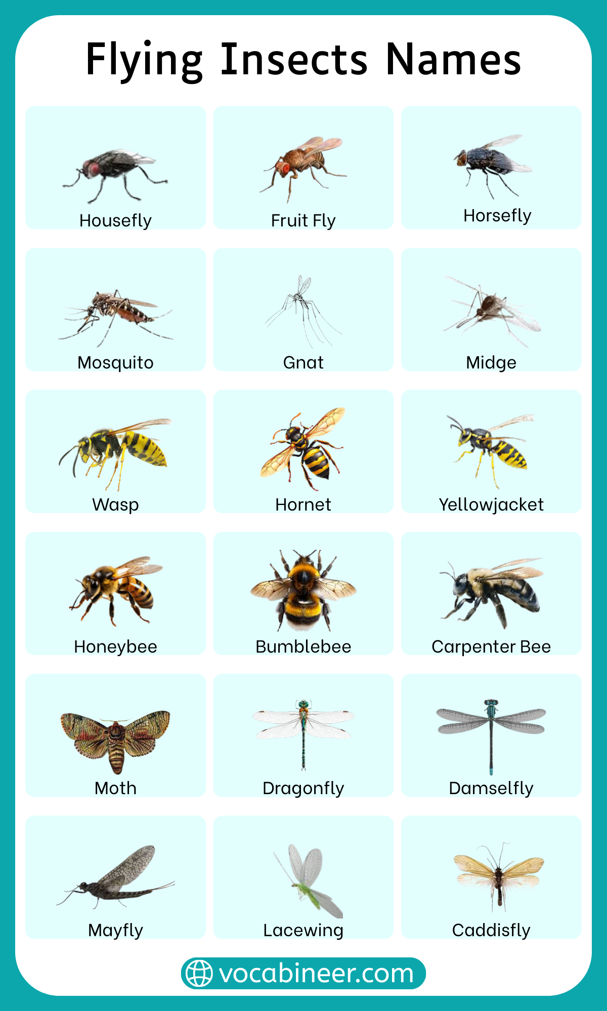 Flying insects names in English with pictures, including bee, butterfly, moth, dragonfly, mosquito, wasp, hornet, ladybug, firefly, and hoverfly.