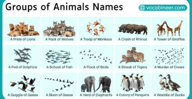 Collective Names for Groups of Animals in English