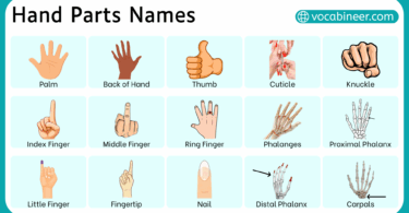 Hand Parts Name in English with Pictures