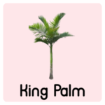 Types of Palm Trees with Names and Pictures