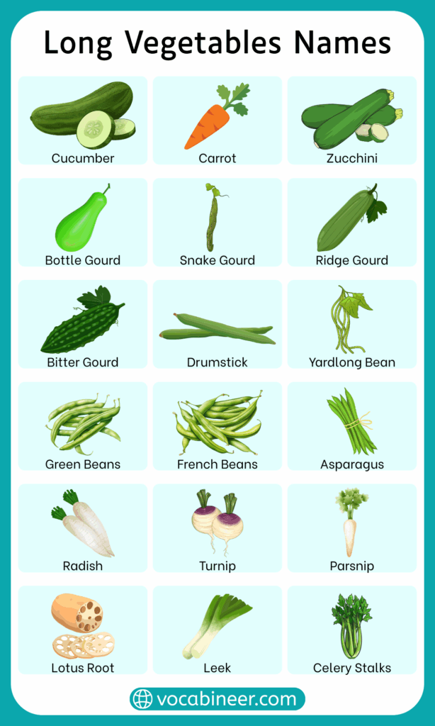 Long Vegetables Names List in English with Pictures