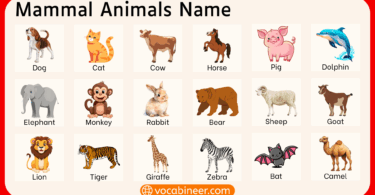 Types of Mammal Animals Name with Their Pictures