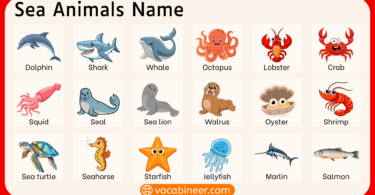 Types of Sea Animals with Names and Photos