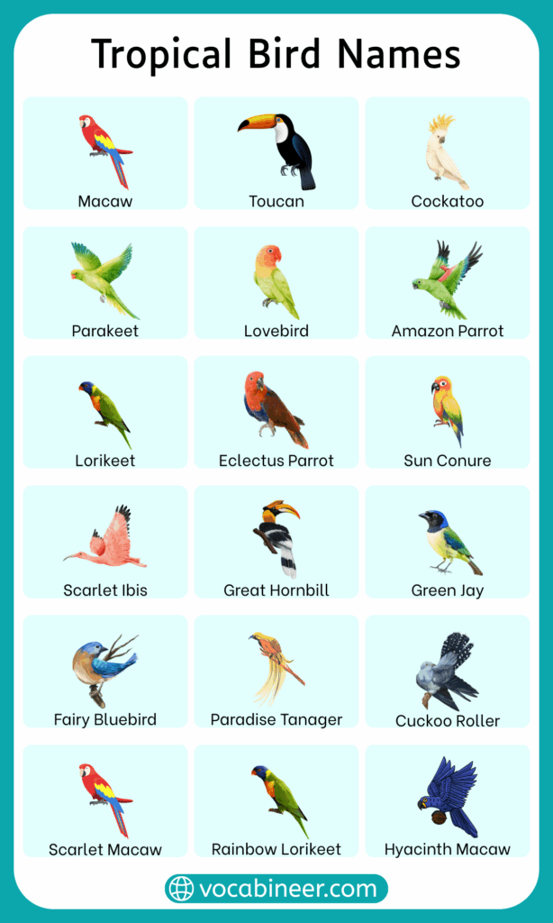 Tropical Bird Names List with their Pictures
